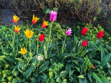 Kırmızı, pembe, sarı ve beyaz laleler çimenler ve ağaçlar arasında çiçek açıyor. Nisan, Bahar. Macro vuruldu. Yakın çekim.