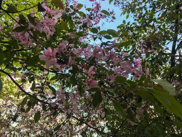 Pommier Fleuri Avec Des Fleurs Roses Avril Printemps Prise Vue — Photo