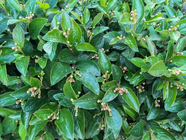 Cotoneaster franchetii yeşil yapraklı pembe çiçekler. Nisan, Bahar. Makro çekim