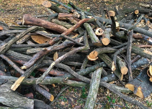 Een Bos Gezaagd Hout Tussen Zaagsel Het Bos — Stockfoto