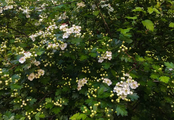 Biały Krzew Głogu Kwitnący Lesie Maj Wiosna Strzelanie Makro Zbliżenie — Zdjęcie stockowe