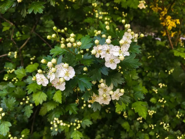 White hawthorn bush blooming in the forest. May, Spring.  Macro shooting. Closeup