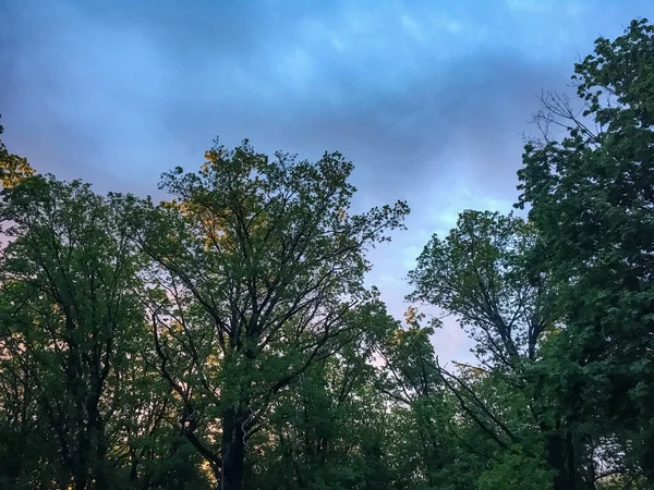 Зеленая Верхушка Деревьев Сине Фиолетовое Небо Серыми Облаками Желтым Светом — стоковое фото