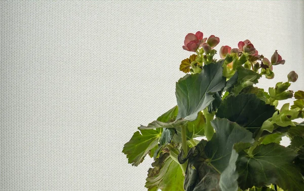 Bej Arkaplanlı Pembe Begonya Çiçeği Macro Çekimi Yakın Plan — Stok fotoğraf