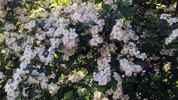 White Hawthorn Flowers Blooming May Spring — Stock Photo, Image