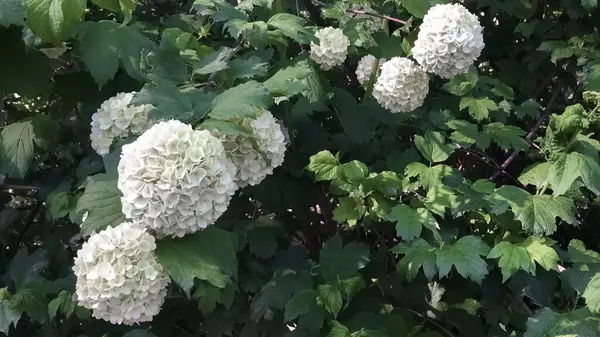 Des Fleurs Blanches Hortensia Fleurissent Sur Arbre Parmi Les Feuilles — Photo