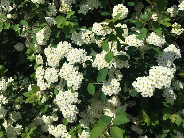 Les Fleurs Blanches Spirea Fleurissent Sur Buisson Parmi Les Feuilles — Photo