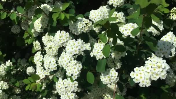 Witte Spirea Bloemen Struik Zwaaiend Wind Mei Lente Ultra — Stockvideo