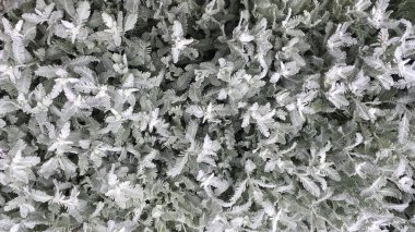 Açık yeşil ve gri yapraklı Jacobaea bitkisi. Geçmişi. Macro çekimi, yakın plan.