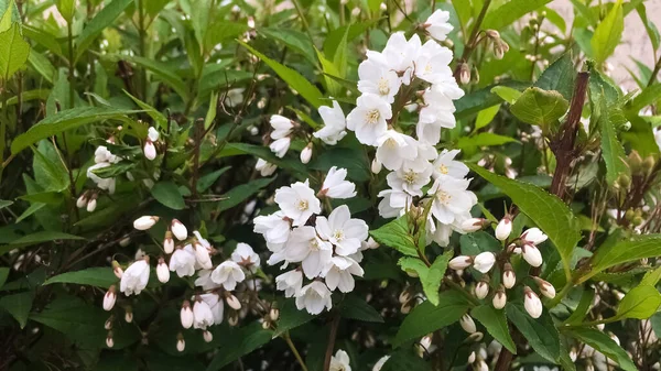 Deutzia Scabra ormanda beyaz çiçekler açıyor. Mayıs, Bahar. Macro çekimi, yakın plan.