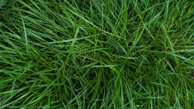 Ormanda büyüyen uzun yeşil çimenler. Mayıs, Bahar. Geçmişi. Macro çekimi, yakın plan.