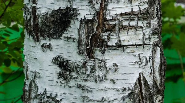 Білий Бірч Гавкає Лісі Весна Задньому Плані Постріли Макросепті — стокове фото
