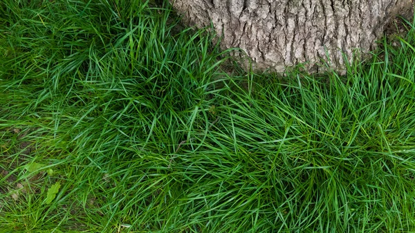 Ağacın yanında büyüyen uzun yeşil çimenler. Mayıs, Bahar. Macro çekimi, yakın plan.