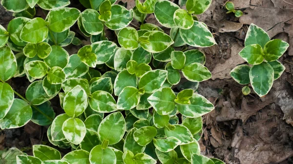 Pervinca Foglie Verdi Terra Tra Foglie Autunnali Dello Scorso Anno — Foto Stock