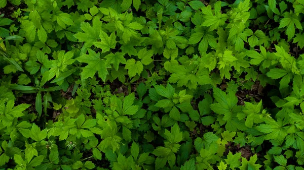 Maple Folhas Verdes Chão Floresta Maio Primavera Contexto Macro Tiro — Fotografia de Stock