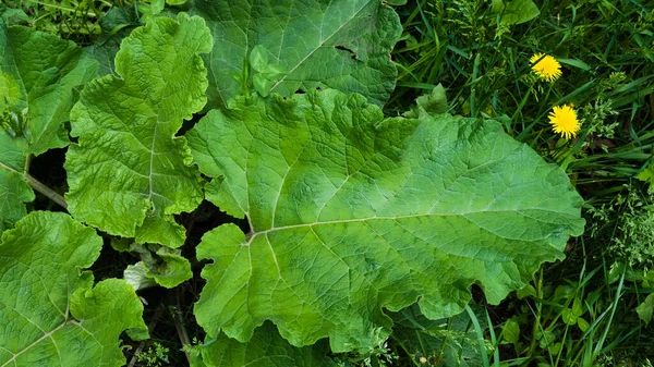 Burdock yeşili yapraklar ve ormanda yerde sarı karahindibalar. Mayıs, Bahar. Macro çekimi, yakın plan.
