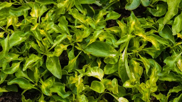 Ludwigia Palustris yeşil ve sarı yapraklar. Geçmişi. Macro çekimi, yakın plan.