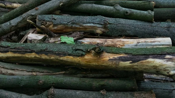 Montón Troncos Con Hojas Verdes Acostados Bosque Antecedentes Disparos Macro —  Fotos de Stock