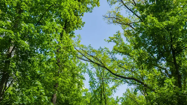 Ağaçların Tepesinde Yeşil Yapraklar Ormandaki Açık Gökyüzü Mayıs Bahar Arkaplan — Stok fotoğraf