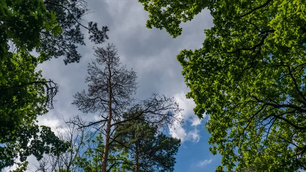 Ağaçların Tepesinde Ormanda Yeşil Yapraklar Gri Bulutlar Var Mayıs Bahar — Stok fotoğraf