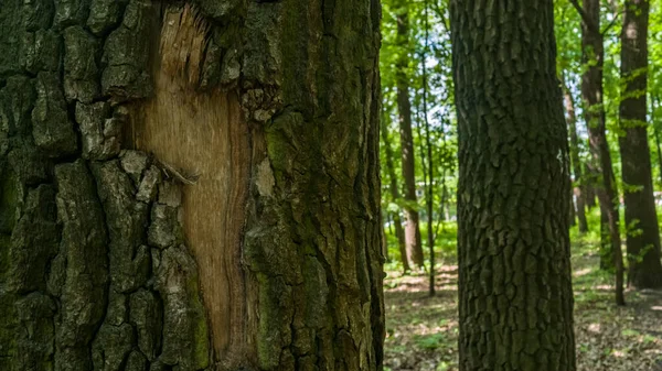 Ortasında çatlak olan meşe ağacı kabuğu. Bulanık orman geçmişi. Doku arka planı. Macro çekimi, yakın plan..
