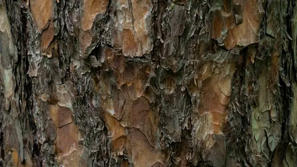 Tallbrunt apelsinbark i skogen. Konsistensbakgrund. Makrofotografering, närbild — Stockfoto