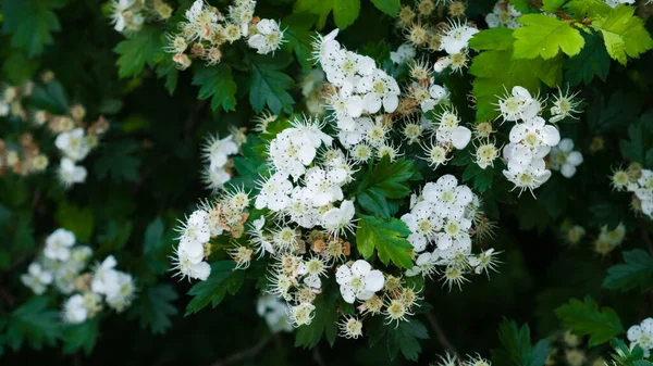 Fleurs d'aubépine blanche fleurissant sur le buisson parmi les feuilles vertes. Mai, printemps. Prise de vue macro, gros plan — Photo