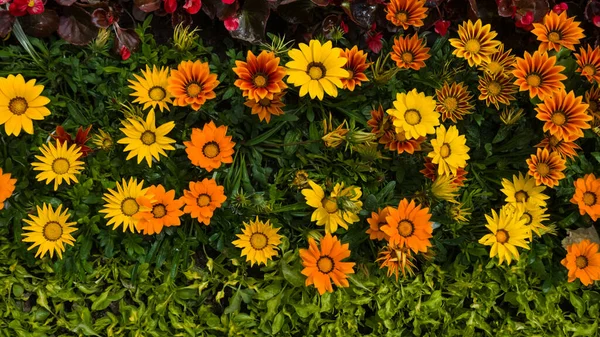 赤や緑の葉の間に花壇に黄色、オレンジ、赤の花を付けます。5月春。マクロ撮影、クローズアップ — ストック写真