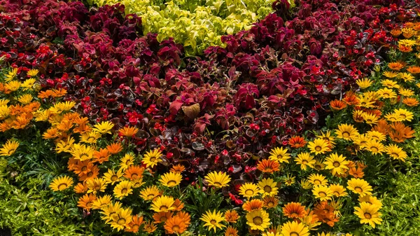 ガザニアは黄色、橙色、赤の花を咲かせ、カエウス赤と緑の葉と緑の葉は公園の花壇にあります。5月春 — ストック写真