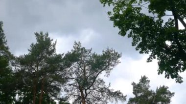 Ağaçların tepesi ormanda rüzgarda çırpınıyor. Gökyüzünde gri bulutlar. 4K Ultra HD