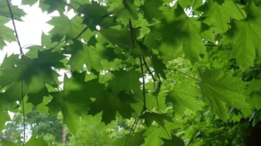 Akçaağaç yeşili yapraklar rüzgarda dalgalanıyor. Geçmişi. Macro çekimi, yakın plan. 4K Ultra HD