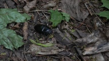 Bok böceği ormanda yerde sürünüyordu. Macro çekimi, yakın plan. 4K Ultra HD