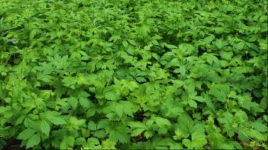 Agrimonia gryposepala. Uzun yeşil çimenler, rüzgarda dalgalanan bitki. Geçmişi. 4K Ultra HD