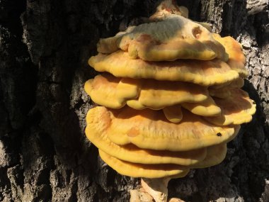 Laetiporus sülfür. Ağaçta yetişen sarı turuncu mantar. Macro çekimi, yakın plan.