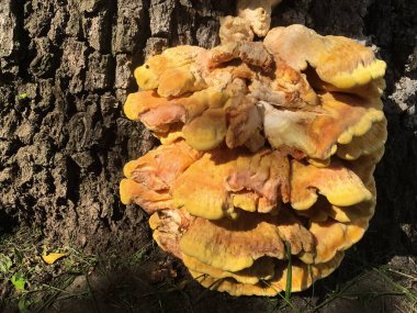 Laetiporus sülfür. Ağaçta yetişen sarı turuncu mantar. Macro çekimi, yakın plan.