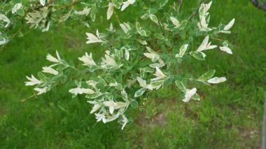 Elaeagnus, gümüş çilek, oleaster. Rüzgarda dalgalanan çalılıklarda yeşil yapraklı beyaz çiçekler. - Yakın çekim. 4K Ultra HD