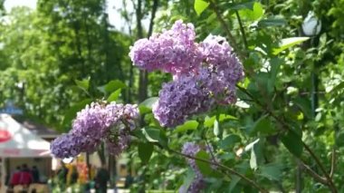 Rüzgarda dalgalanan çiçekli leylak ağacı dalı. Görüntü Arkaplanı. 4K Ultra HD