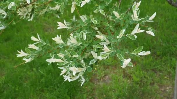 Elaeagnus, stříbro, oleaster. Bílé květy se zelenými listy na keři třepetajícím se ve větru. Detailní záběr. 4K Ultra HD — Stock video