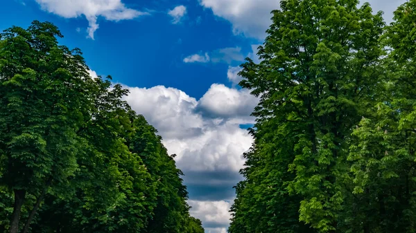 In cima agli alberi con foglie verdi nella foresta. Linea diritta degli alberi, che si estende in lontananza. Cielo blu con nuvole. Maggio, primavera. Contesto — Foto Stock