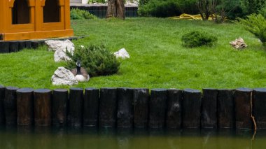 Kanada Kaz 'ı adadaki beyaz kayaların yanındaki yeşil çimlerin üzerinde oturur. Koyu kahverengi kütükler adanın etrafını sarmış