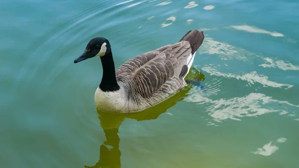 Canadian Goose parktaki gölette yüzer. Gökyüzü ve bulutlarla dolu berrak su yüzeyi. Mayıs, Bahar