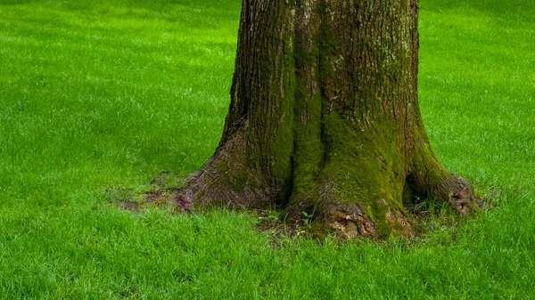 Parkta yeni yetişmiş yeşil çimenler olan bir çimenliğin ortasında kabuğunda yosun olan meşe ağacı. Arkaplan