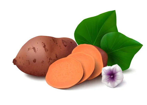 Süßkartoffel auf weißem Hintergrund — Stockvektor