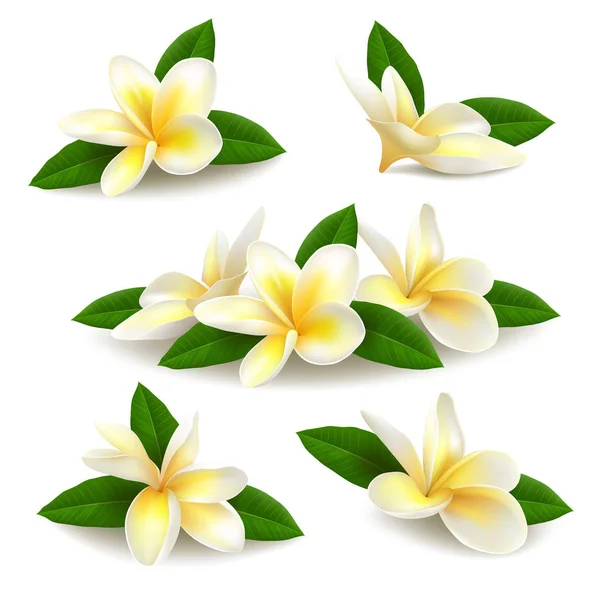 Realistische plumeria (frangipani) Blüten mit Blättern auf weißem Hintergrund. — Stockvektor