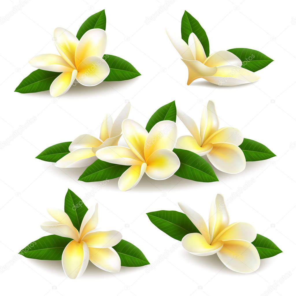 Realistic plumeria (frangipani) flowers with leaves isolated on white background. 