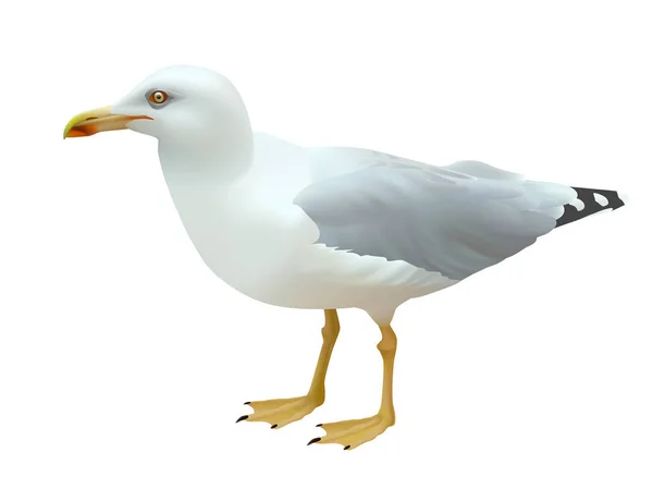 Gaviota realista (ave marina) de pie sobre un fondo blanco — Vector de stock