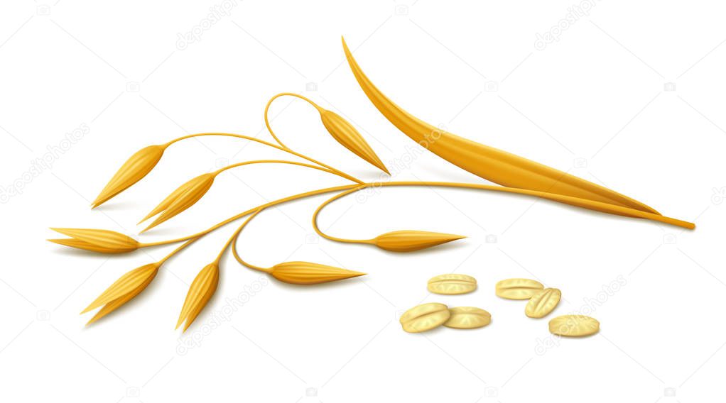 Ripe spike of oats and a few flakes lying on white background. Realistic vector illustration.