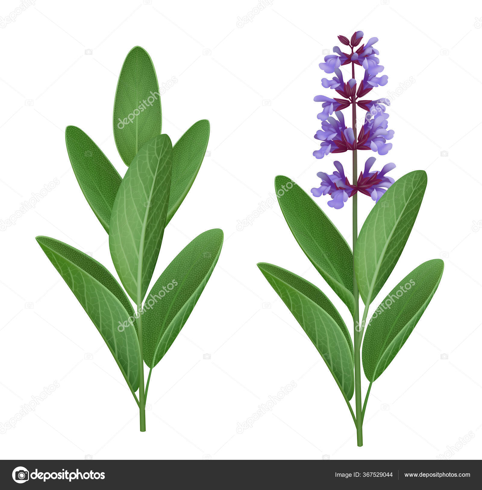 Pictures of sage flowers