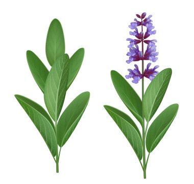 Çiçek ve yapraklı dikey tek bir adaçayı filizi, beyaz arka planda izole edilmiş. Gerçekçi vektör illüstrasyonu