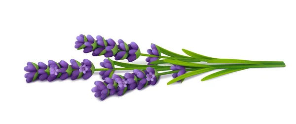 Három Friss Levendula Virágokkal Levelekkel Vízszintesen Fekszenek Fehér Háttérrel Reális — Stock Vector